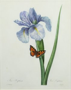 Iris xiphium, grabado por Langlois, de 